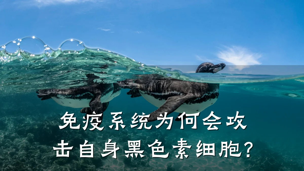 免疫系统为何会攻击自身黑色素细胞?